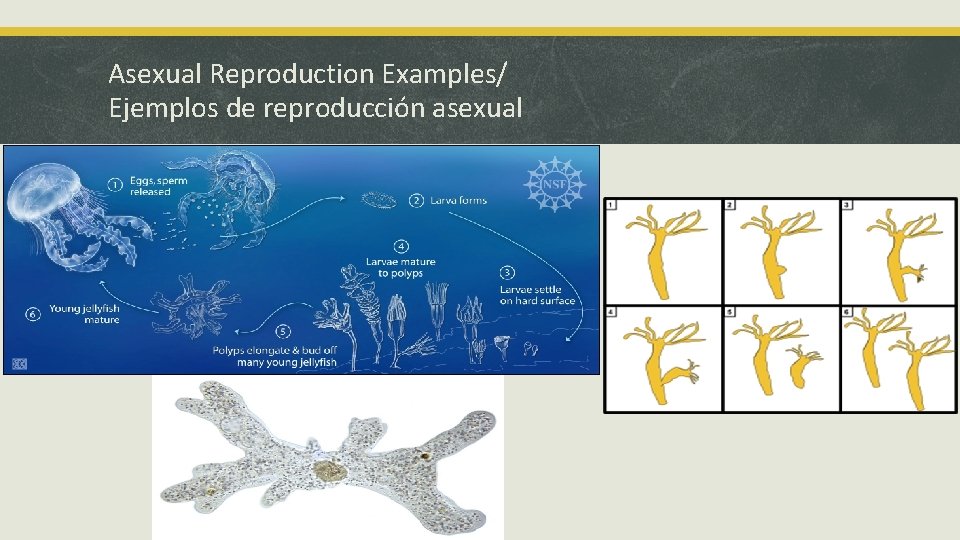 Asexual Reproduction Examples/ Ejemplos de reproducción asexual 