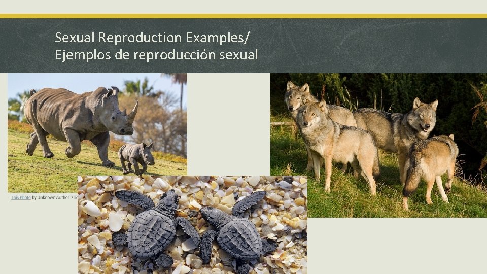 Sexual Reproduction Examples/ Ejemplos de reproducción sexual 