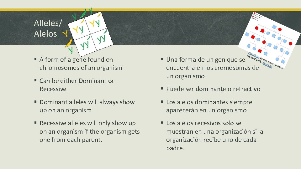 Alleles/ Alelos § A form of a gene found on chromosomes of an organism