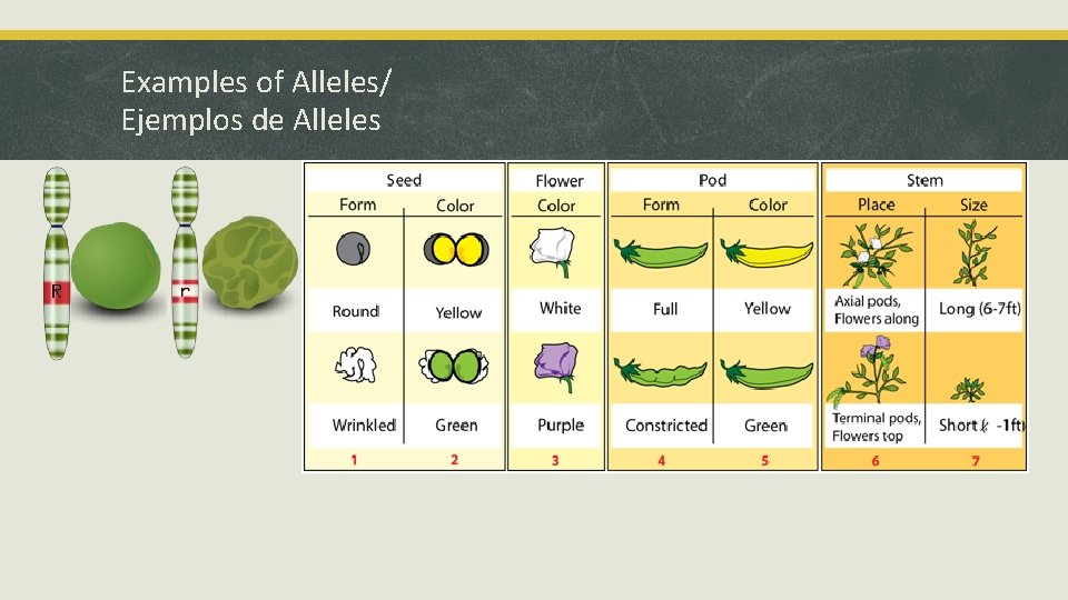 Examples of Alleles/ Ejemplos de Alleles 