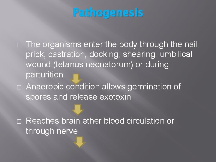 Pathogenesis The organisms enter the body through the nail prick, castration, docking, shearing, umbilical