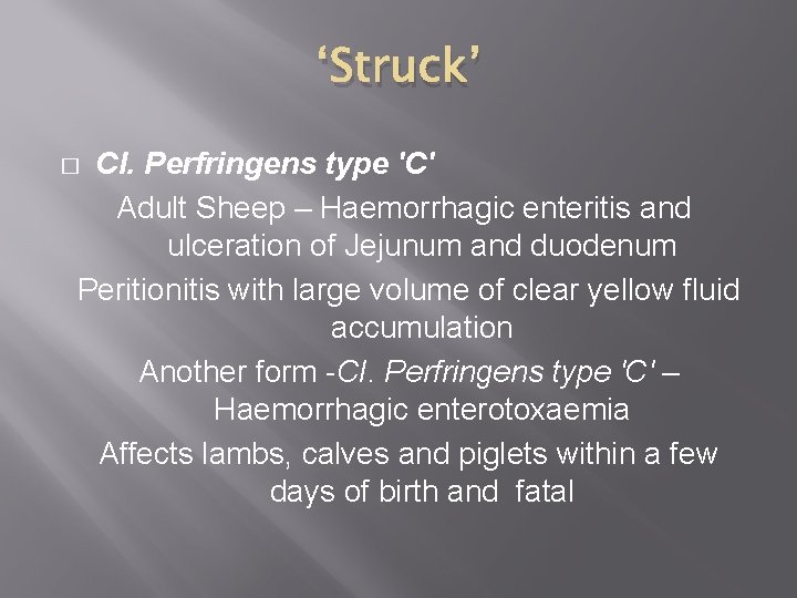 ‘Struck’ CI. Perfringens type 'C' Adult Sheep – Haemorrhagic enteritis and ulceration of Jejunum