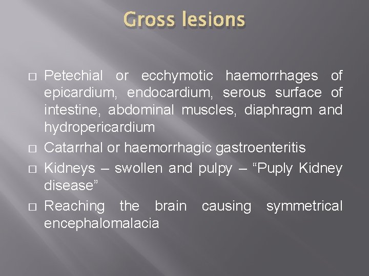 Gross lesions � � Petechial or ecchymotic haemorrhages of epicardium, endocardium, serous surface of