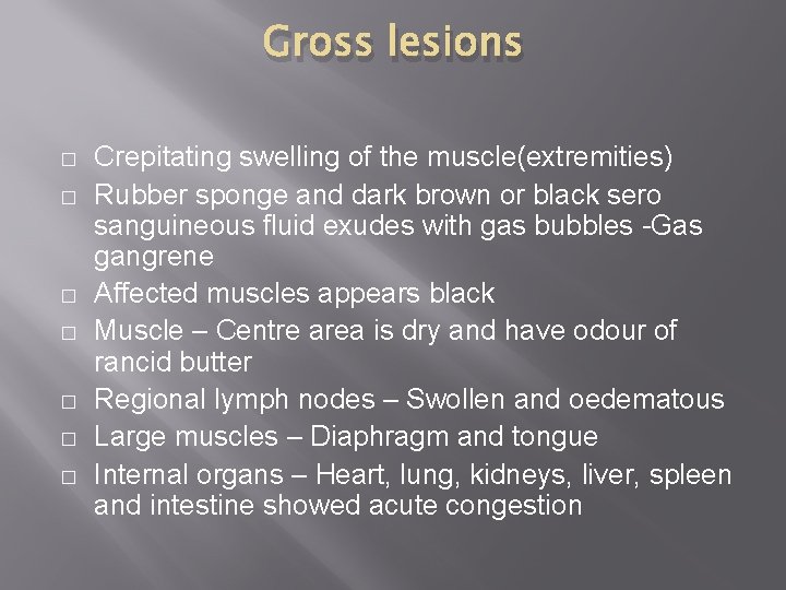 Gross lesions � � � � Crepitating swelling of the muscle(extremities) Rubber sponge and