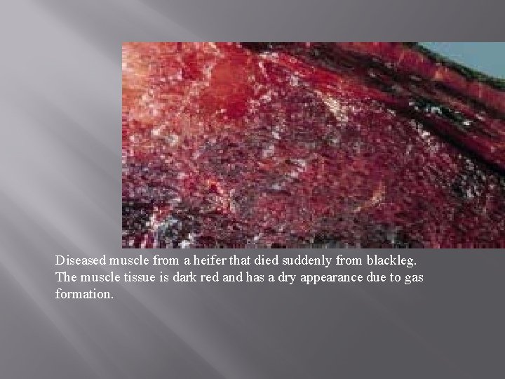 Diseased muscle from a heifer that died suddenly from blackleg. The muscle tissue is