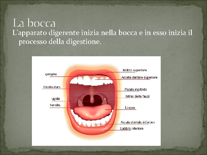 La bocca L’apparato digerente inizia nella bocca e in esso inizia il processo della