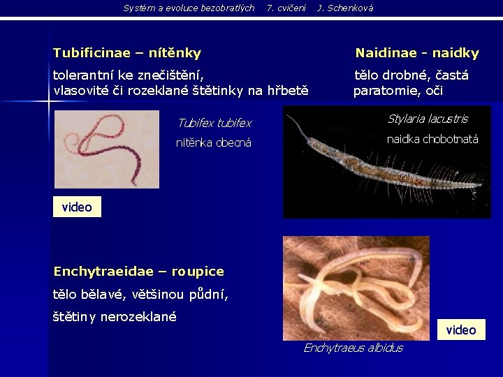 Systém a evoluce bezobratlých 7. cvičení J. Schenková Tubificinae – nítěnky Naidinae - naidky
