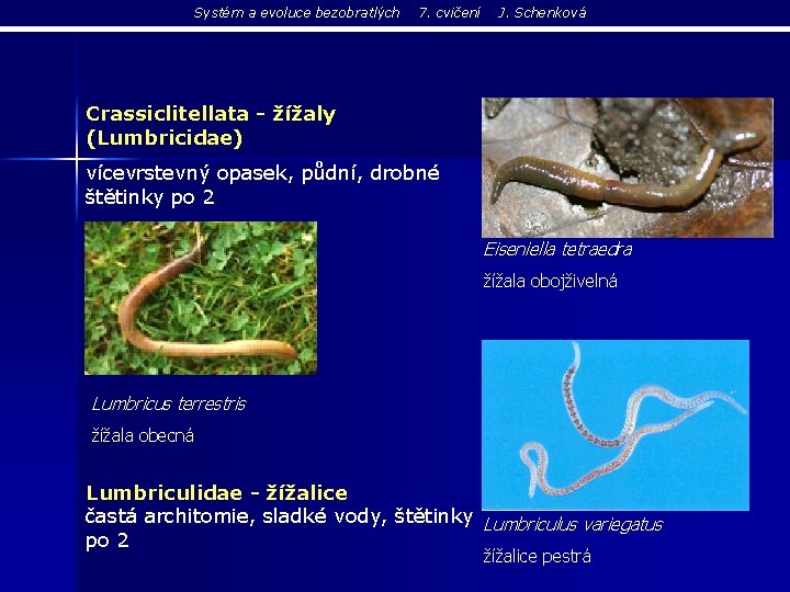 Systém a evoluce bezobratlých 7. cvičení J. Schenková Crassiclitellata - žížaly (Lumbricidae) vícevrstevný opasek,