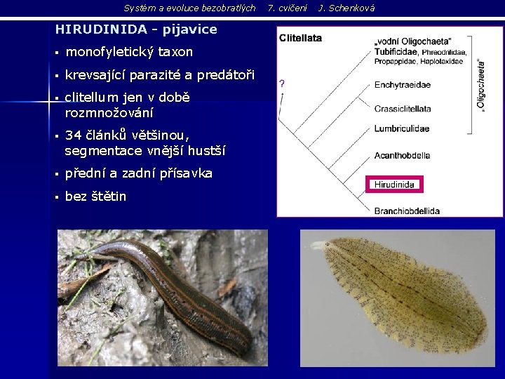 Systém a evoluce bezobratlých HIRUDINIDA - pijavice § monofyletický taxon § krevsající parazité a