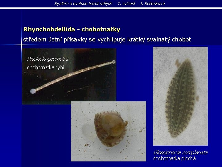 Systém a evoluce bezobratlých 7. cvičení J. Schenková Rhynchobdellida - chobotnatky středem ústní přísavky