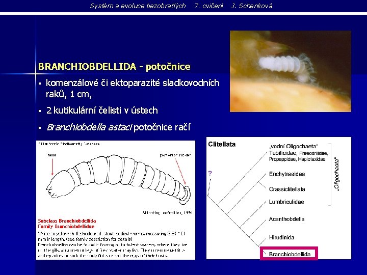 Systém a evoluce bezobratlých 7. cvičení BRANCHIOBDELLIDA - potočnice § komenzálové či ektoparazité sladkovodních