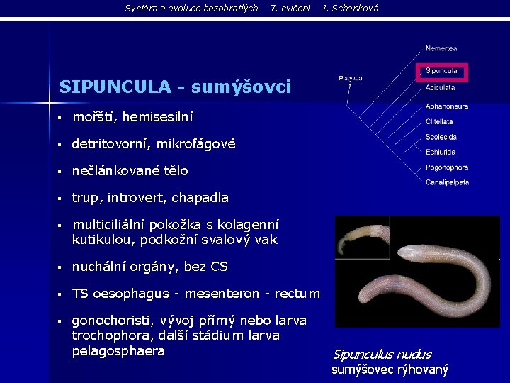 Systém a evoluce bezobratlých 7. cvičení J. Schenková SIPUNCULA - sumýšovci § mořští, hemisesilní