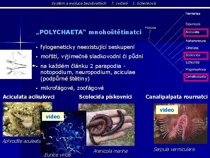 Systém a evoluce bezobratlých 7. cvičení J. Schenková „POLYCHAETA“ mnohoštětinatci § fylogeneticky neexistující seskupení