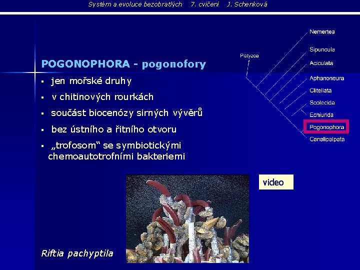 Systém a evoluce bezobratlých 7. cvičení J. Schenková POGONOPHORA - pogonofory § jen mořské