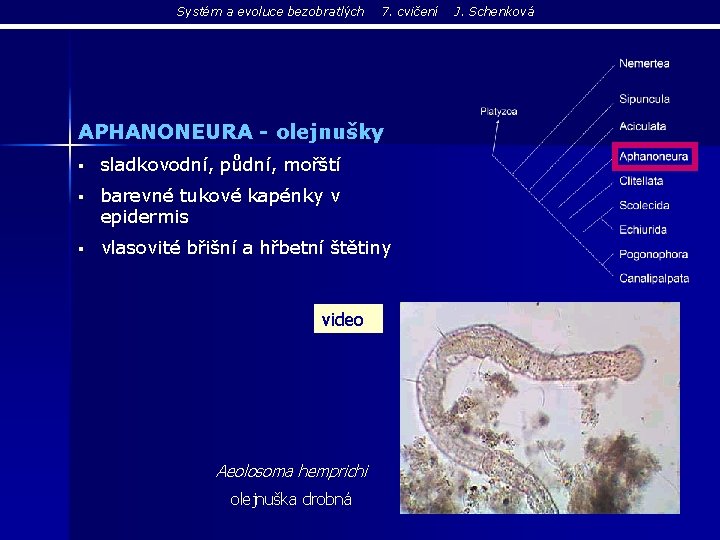 Systém a evoluce bezobratlých 7. cvičení APHANONEURA - olejnušky § sladkovodní, půdní, mořští §