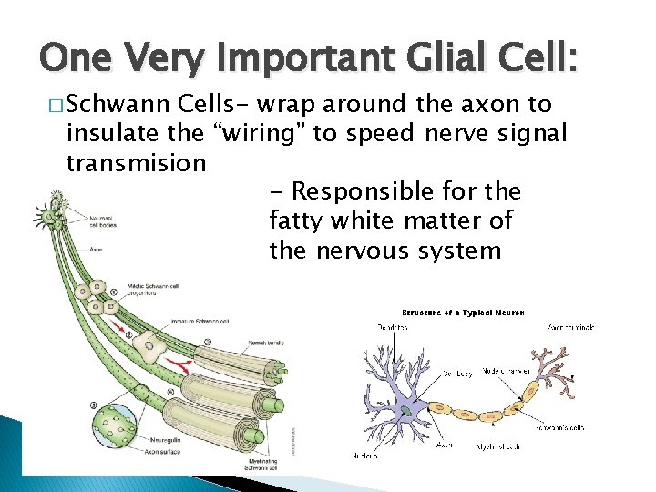 One Very Important Glial Cell: � Schwann Cells- wrap around the axon to insulate