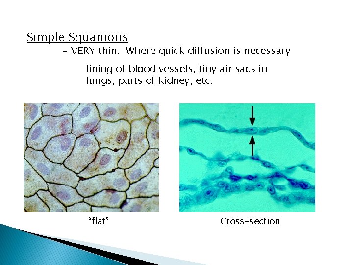 Simple Squamous - VERY thin. Where quick diffusion is necessary lining of blood vessels,
