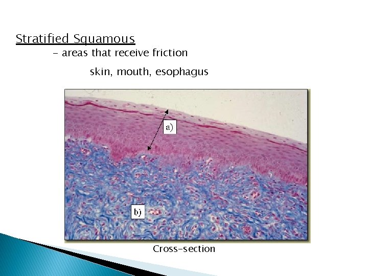 Stratified Squamous - areas that receive friction skin, mouth, esophagus Cross-section 