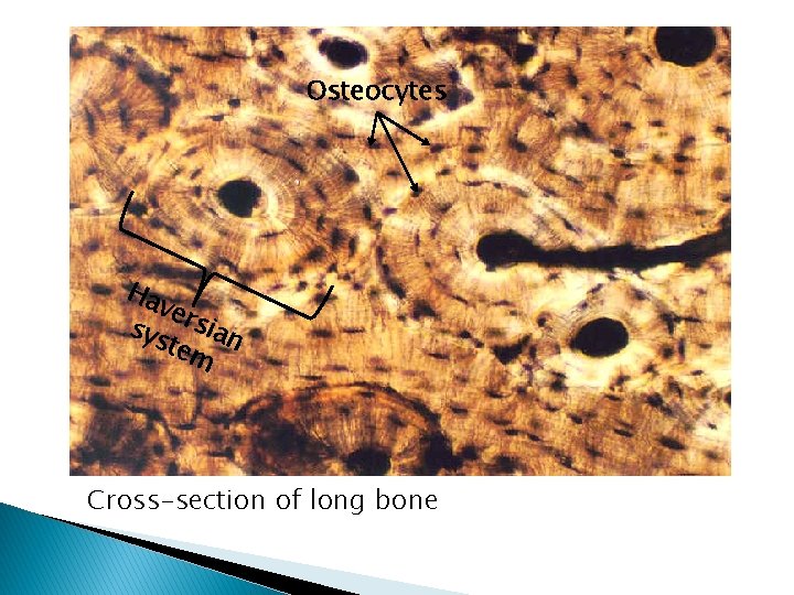 Osteocytes Ha ver sys sian tem Cross-section of long bone 