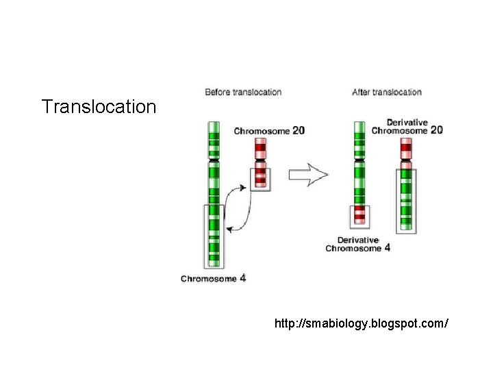 Translocation http: //smabiology. blogspot. com/ 