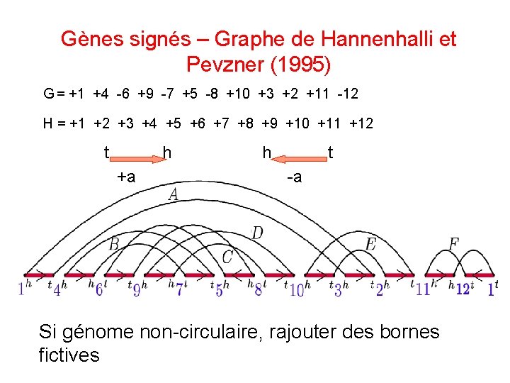 Gènes signés – Graphe de Hannenhalli et Pevzner (1995) G = +1 +4 -6