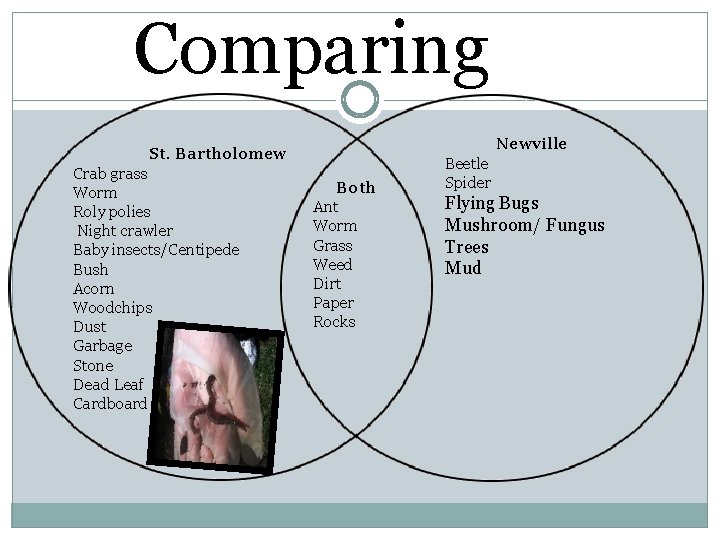 Comparing Newville St. Bartholomew Crab grass Worm Roly polies Night crawler Baby insects/Centipede Bush