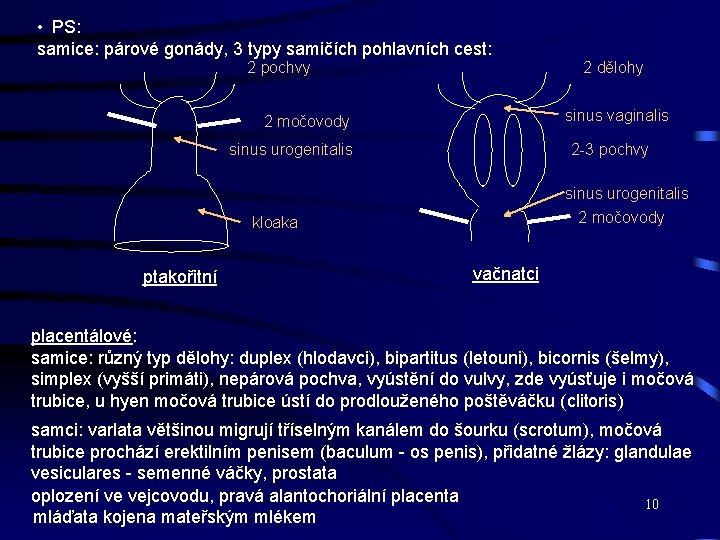  • PS: samice: párové gonády, 3 typy samičích pohlavních cest: 2 pochvy 2