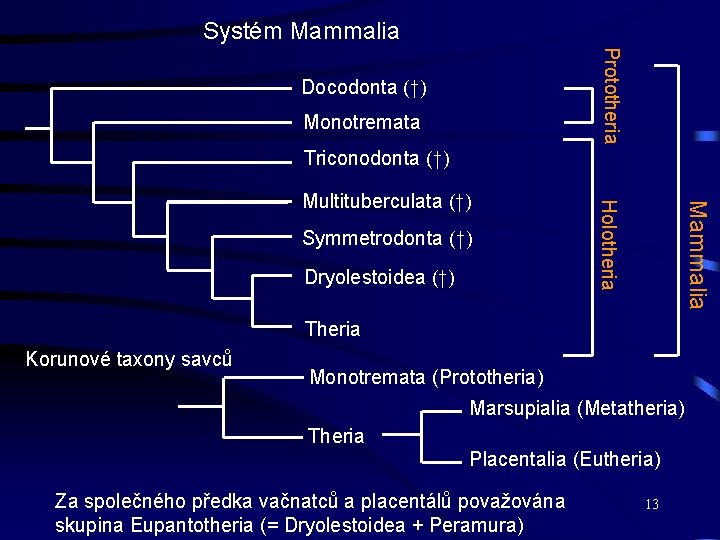 Systém Mammalia Prototheria Docodonta (†) Monotremata Triconodonta (†) Dryolestoidea (†) Mammalia Symmetrodonta (†) Holotheria