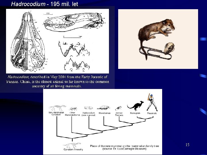 Hadrocodium - 195 mil. let 15 