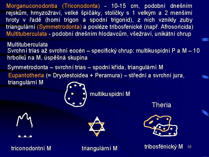 Morganuconodontia (Triconodonta) - 10 -15 cm, podobní dnešním rejskům, hmyzožraví, velké špičáky, stoličky s