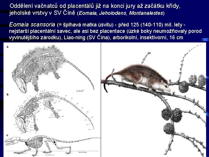 Oddělení vačnatců od placentálů již na konci jury až začátku křídy, jeholské vrstvy v