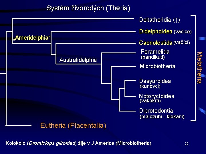Systém živorodých (Theria) Deltatheridia (†) Didelphoidea (vačice) „Ameridelphia“ Caenolestida (vačíci) Australidelphia Metatheria Peramelida (bandikuti)