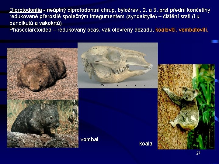 Diprotodontia - neúplný diprotodontní chrup, býložraví, 2. a 3. prst přední končetiny redukované přerostlé