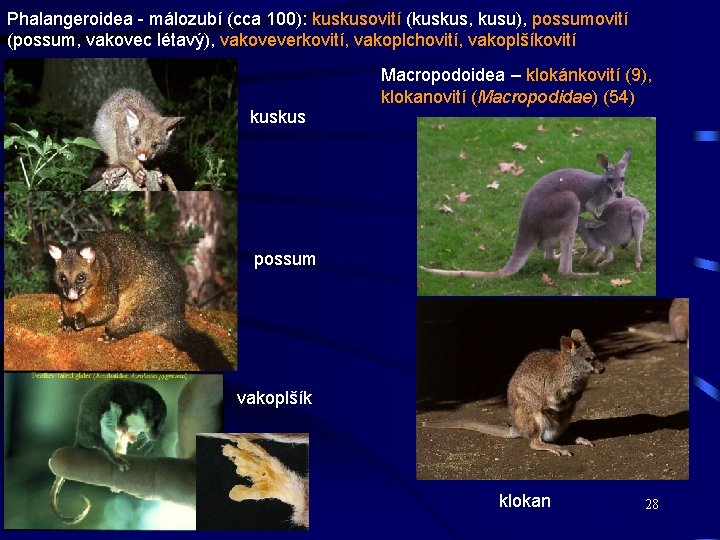 Phalangeroidea - málozubí (cca 100): kuskusovití (kuskus, kusu), possumovití (possum, vakovec létavý), vakoveverkovití, vakoplchovití,