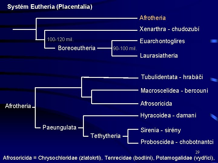 Systém Eutheria (Placentalia) Afrotheria Xenarthra - chudozubí 100 -120 mil. Euarchontoglires Boreoeutheria 90 -100