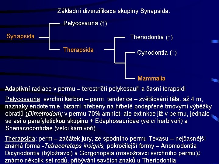 Základní diverzifikace skupiny Synapsida: Pelycosauria (†) Synapsida Theriodontia (†) Therapsida Cynodontia (†) Mammalia Adaptivní