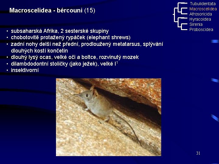 Macroscelidea - bércouni (15) • subsaharská Afrika, 2 sesterské skupiny • chobotovitě protažený rypáček