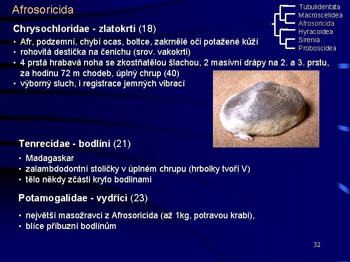 Afrosoricida Chrysochloridae - zlatokrti (18) Tubulidentata Macroscelidea Afrosoricida Hyracoidea Sirenia Proboscidea • Afr, podzemní,