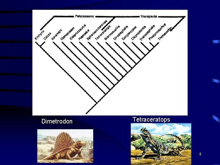 Dimetrodon Tetraceratops 4 