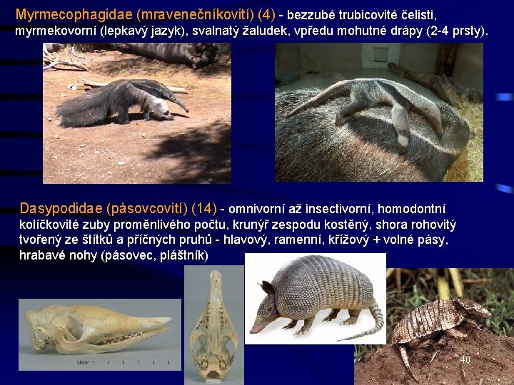 Myrmecophagidae (mravenečníkovití) (4) - bezzubé trubicovité čelisti, myrmekovorní (lepkavý jazyk), svalnatý žaludek, vpředu mohutné