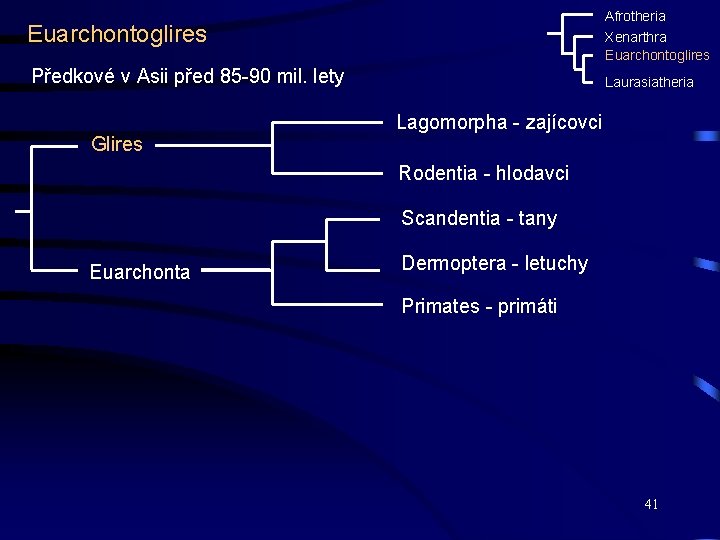 Afrotheria Euarchontoglires Xenarthra Euarchontoglires Předkové v Asii před 85 -90 mil. lety Laurasiatheria Lagomorpha