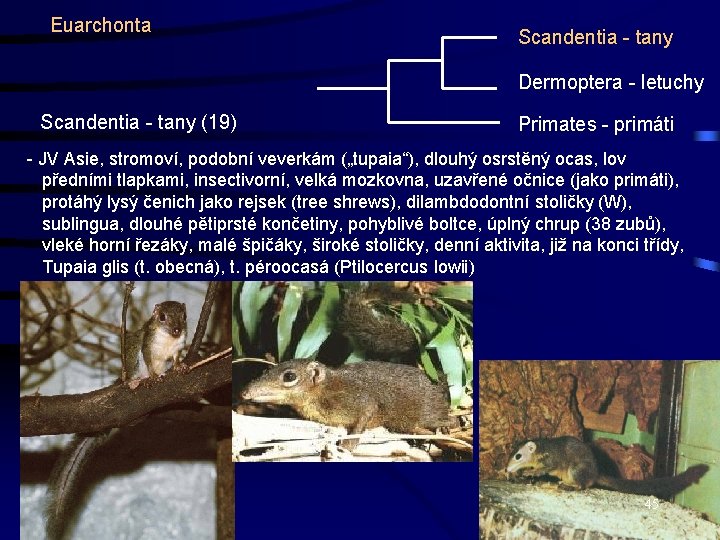 Euarchonta Scandentia - tany Dermoptera - letuchy Scandentia - tany (19) Primates - primáti