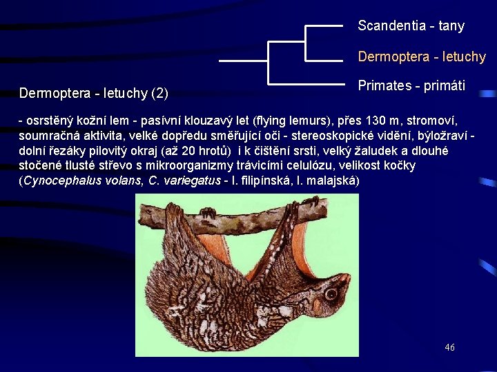 Scandentia - tany Dermoptera - letuchy (2) Primates - primáti - osrstěný kožní lem