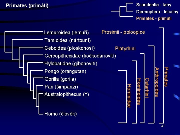 Scandentia - tany Primates (primáti) Dermoptera - letuchy Primates - primáti Lemuroidea (lemuři) Prosimii