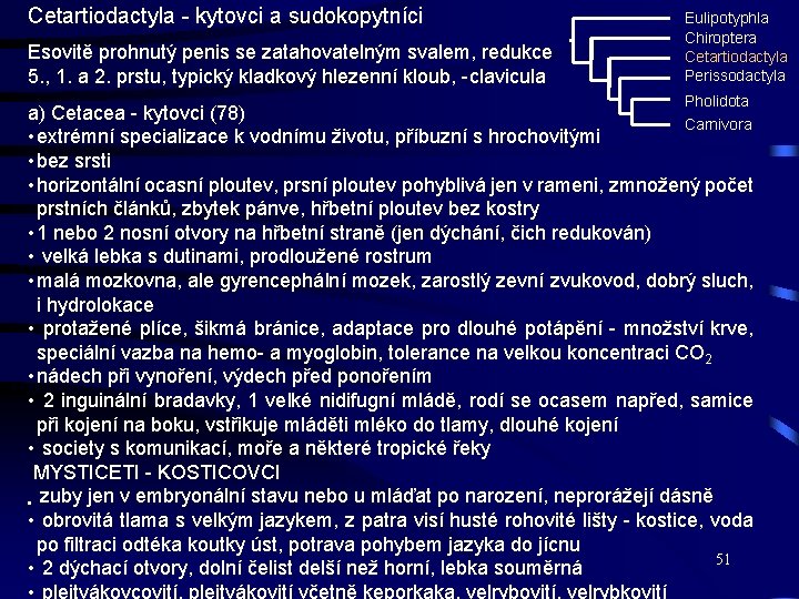 Cetartiodactyla - kytovci a sudokopytníci Esovitě prohnutý penis se zatahovatelným svalem, redukce 5. ,