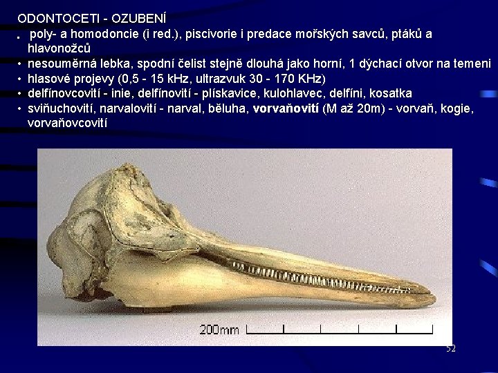 ODONTOCETI - OZUBENÍ • poly- a homodoncie (i red. ), piscivorie i predace mořských