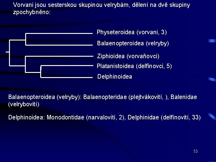 Vorvani jsou sesterskou skupinou velrybám, dělení na dvě skupiny zpochybněno: Physeteroidea (vorvani, 3) Balaenopteroidea