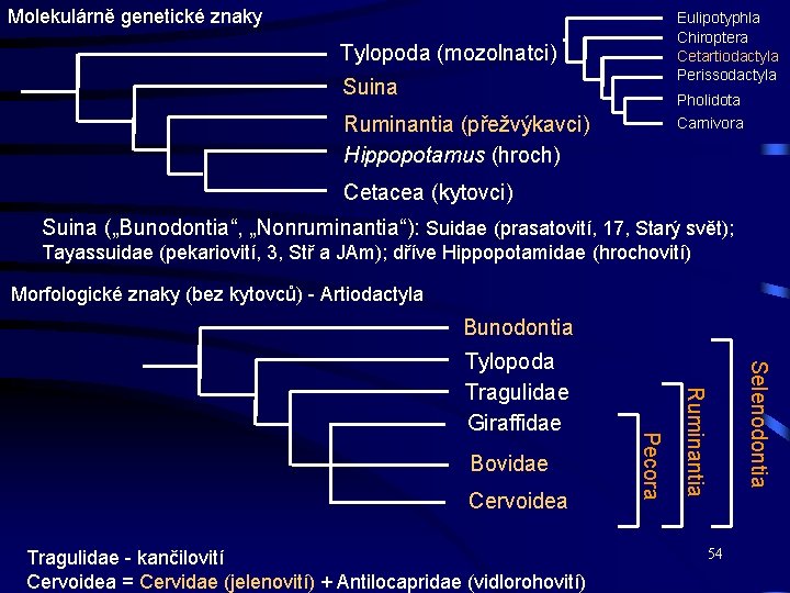 Molekulárně genetické znaky Eulipotyphla Chiroptera Cetartiodactyla Perissodactyla Tylopoda (mozolnatci) Suina Pholidota Ruminantia (přežvýkavci) Hippopotamus