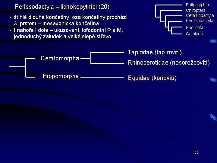 Eulipotyphla Chiroptera Cetartiodactyla Perissodactyla – lichokopytníci (20) • štíhlé dlouhé končetiny, osa končetiny prochází