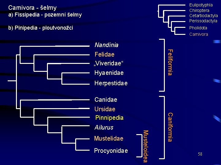 a) Fissipedia - pozemní šelmy Eulipotyphla Chiroptera Cetartiodactyla Perissodactyla b) Pinipedia - ploutvonožci Pholidota